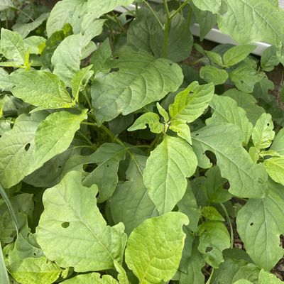 1 Pinch of Black Nightshade, Sunberry, or Wonder Berry