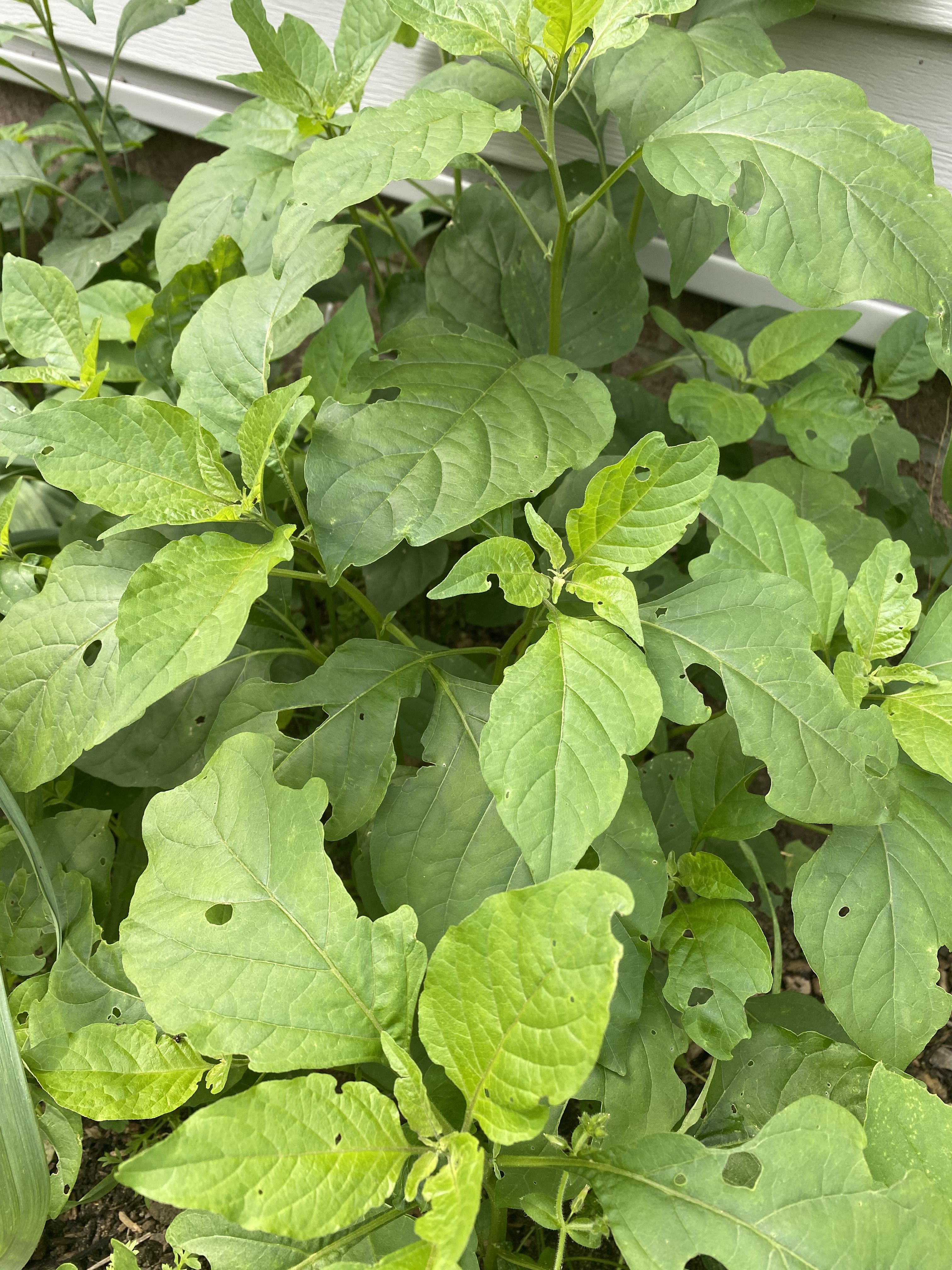 1 Pinch of Black Nightshade, Sunberry, or Wonder Berry