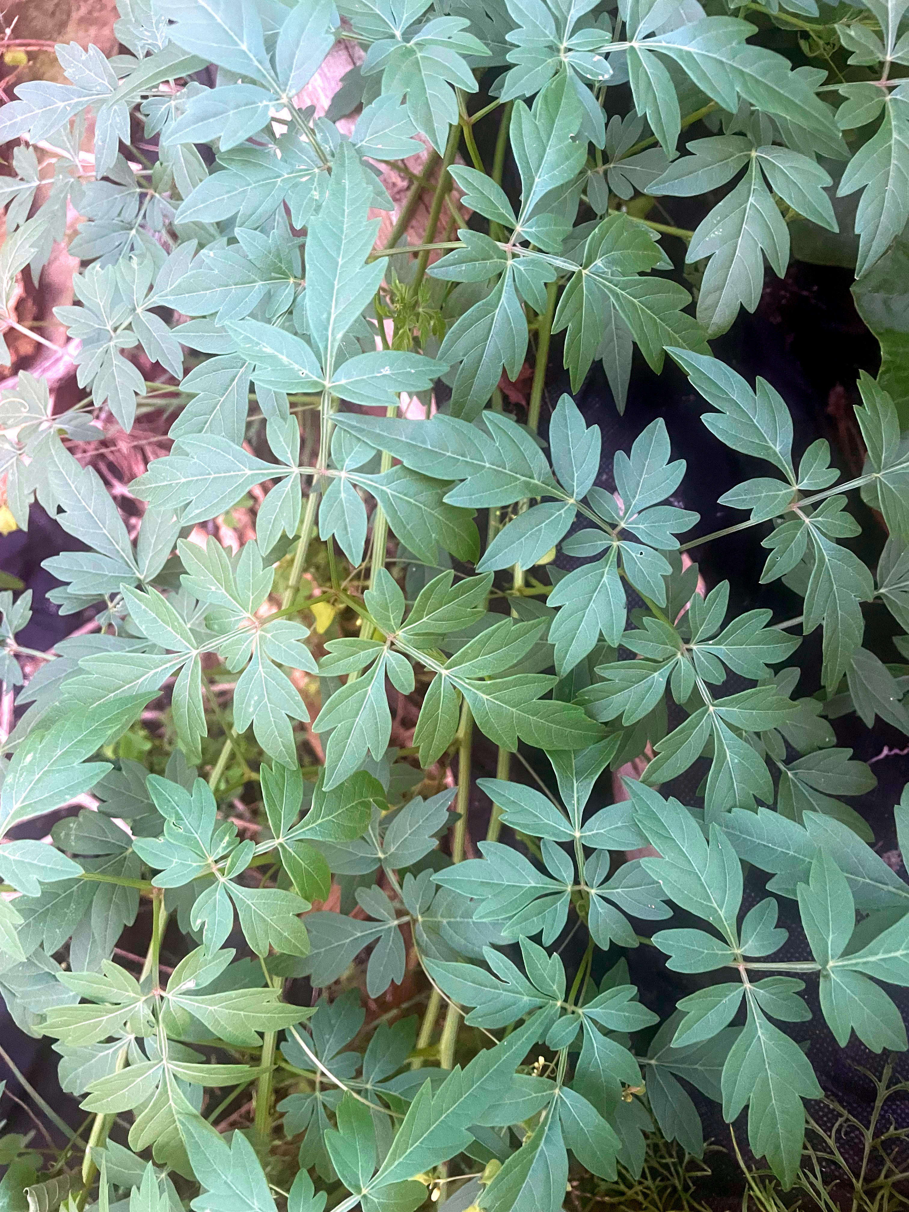 Ballon vine/Mudakathan keerai/Buddakakara
