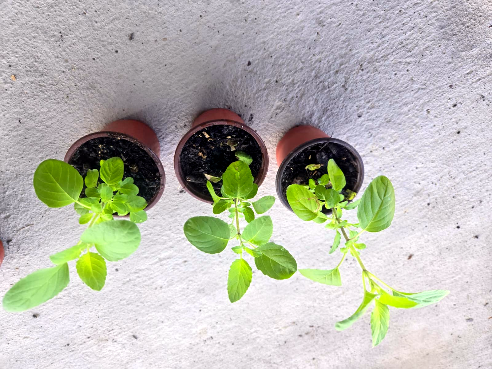 Tulsi Plant