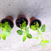 Tulsi Plant
