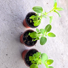 Tulsi Plant