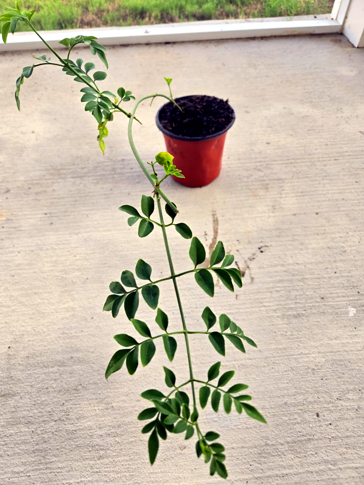 Jathi Malli/Royal Jasmine