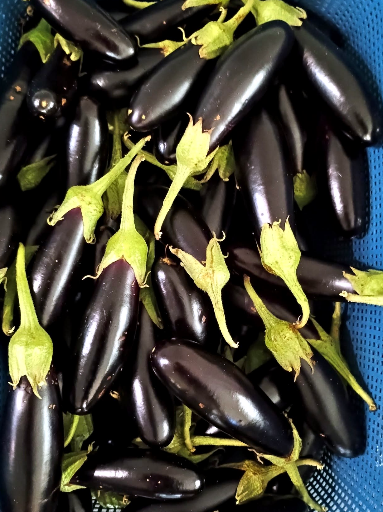 Eggplants Long (Dark Purple)