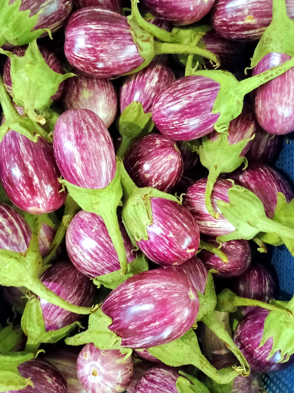 Eggplants Oval (Light Purple)