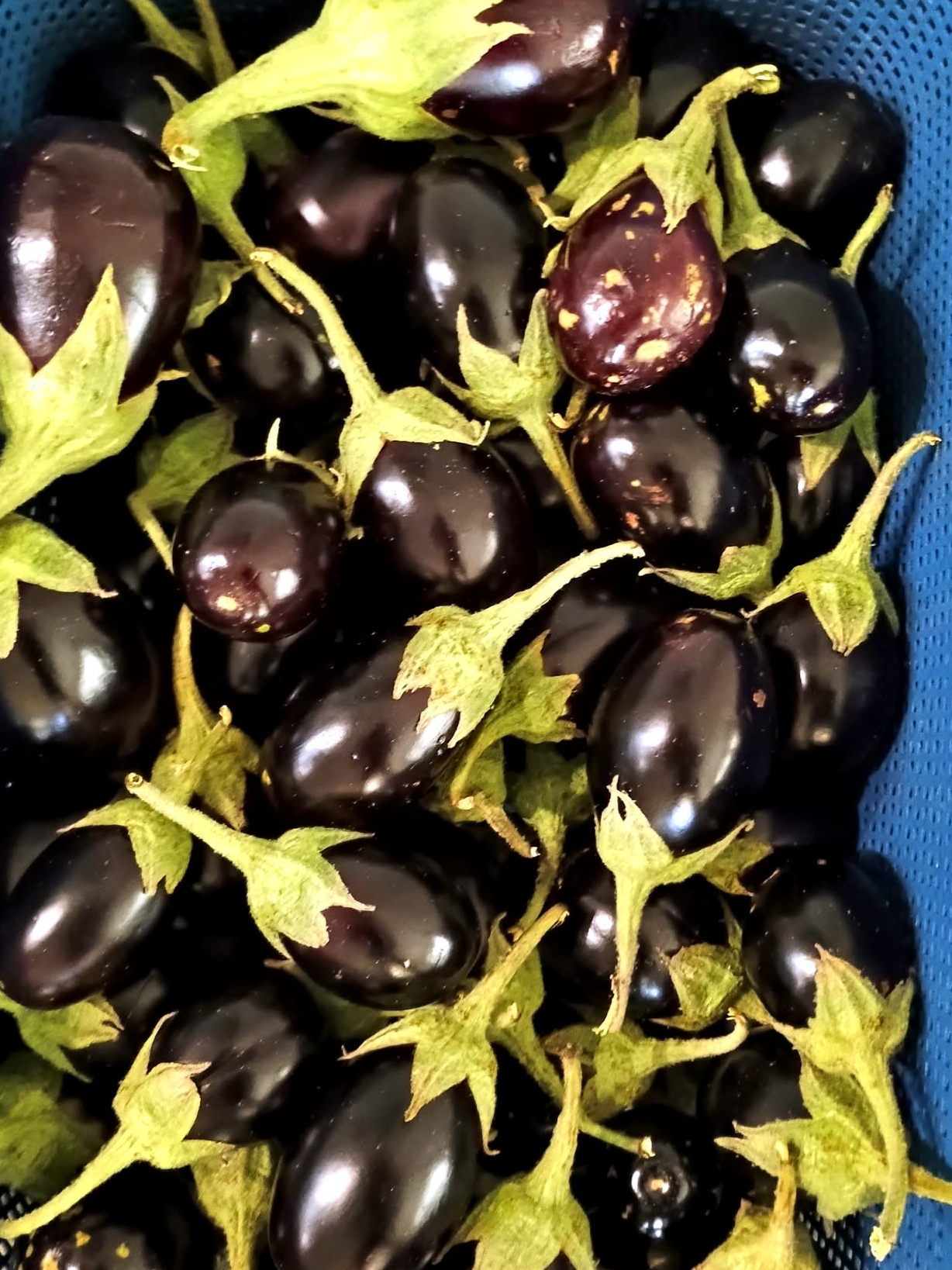 Eggplants Oval (Dark Purple)
