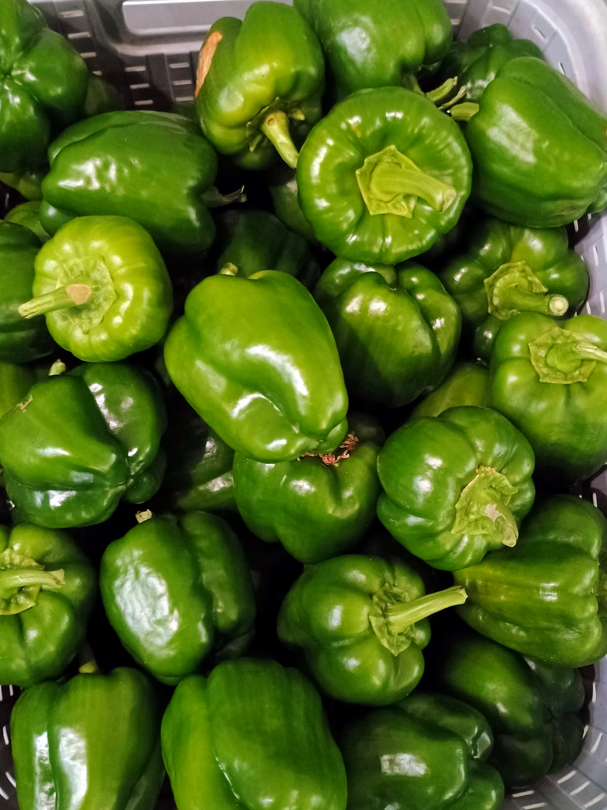 Green Bell Peppers
