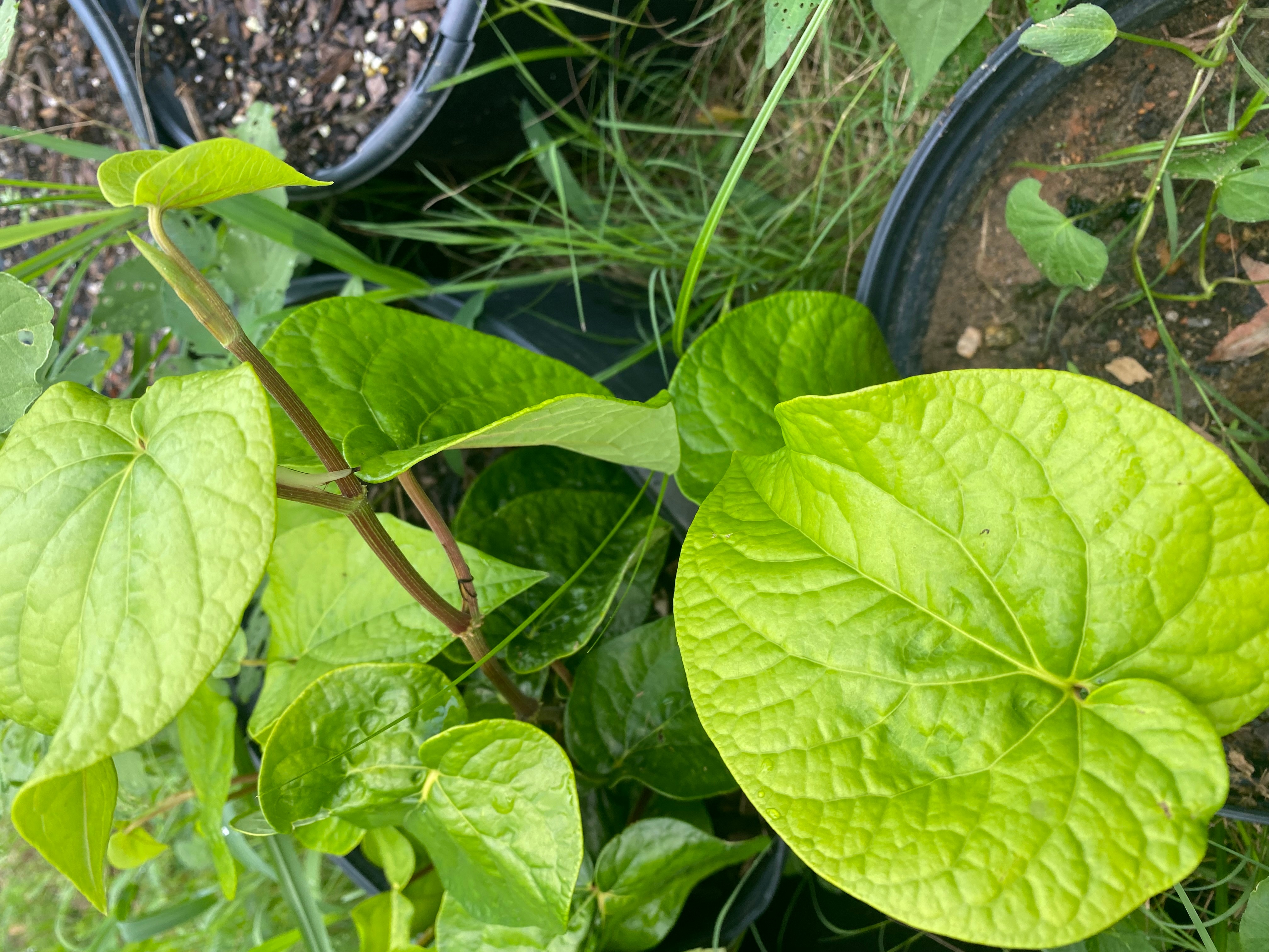 4 Betel Leaf (Piper betle)