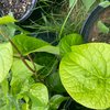 4 Betel Leaf (Piper betle)