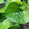 4 Betel Leaf (Piper betle)